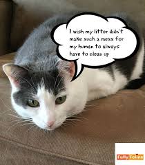 Litter Mess Is A Thing Of The Past And We Think It S Alitterbitamazing Fully Feline Litter Cat Care Feline