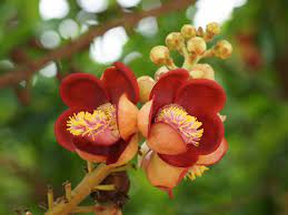 In desktop pc 1366×768 is the most download flowers art wallpaper from the below list, these wallpapers for hd, widescreen, hd desktop monitors, android, apple iphone mobiles, tablets. 74 Beautiful Flower Backgrounds On Wallpapersafari