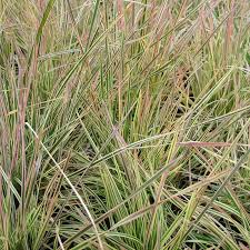 Image result for Deschampsia
