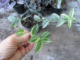 Image result for Tradescantia