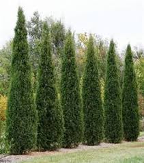 Although they can get 15 feet wide, plant them closer for maximum screening. 46 Evergreen Trees Ideas Evergreen Trees Evergreen Plants