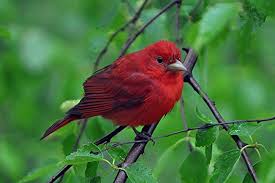 Red Bird With No Feathers On Head Little Red Bird Red Birds Animals Bird