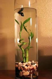 Betta Fish Tank With Plant On Top Best Vase Fish Tank Ideas On Bowl Regarding In With Plant Kit Best Va Indoor Water Garden Fish Plants Container Water Gardens