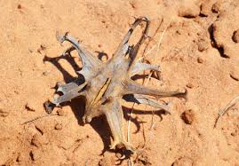 Image result for Harpagophytum zeyheri