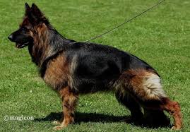 This gorgeous german shepherd puppy will definitely brighten up your days! 20 Beautiful Longstock Coated German Shepherds Ideas German Shepherd Dogs German Shepherd Dogs