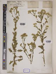Image result for Pseudoconyza viscosa