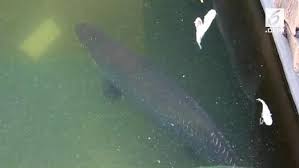 Video Pecinta Arapaima Jombang Tantang Menteri Susi Regional Liputan6 Com