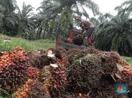 Cara budidaya kelapa sawit yang telah terbukti dapat meningkatkan hasil panen. Industri Sawit Kebal Corona Ini Buktinya