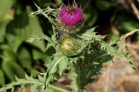 Image result for Carduus nyassanus