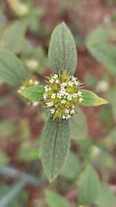 Image result for Spermacoce ocymoides