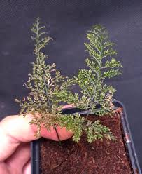 Image result for Hymenophyllaceae