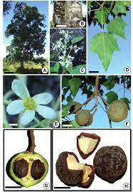 Image result for Aleurites