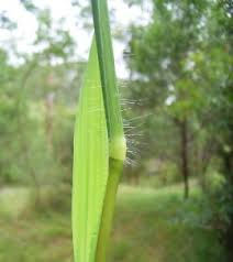 Image result for Digitaria eylesii