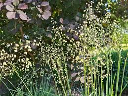 Image result for Conyza limosa