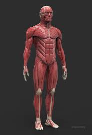 Anatomy at earth's lab is a free virtual human anatomy portal with detailed models of all human body systems. Artstation Human Anatomy Man Moris Artinyan