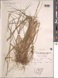 Image result for Panicum gilvum