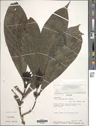 Image result for Ixora kalehensis