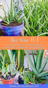This is all about removing those. Aloe Vera 101 A Round Up Of Aloe Vera Plant Care Guides