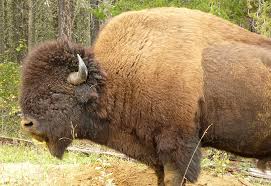 These symbols and items represent the culture of canada—protectionism of that culture, identity, values, nationalism, and the he. Best Places To See Wildlife In Canada The Great Canadian Bucket List