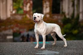 It's a new breed that gather the essence of two genes to become a perfect one. American Bulldog Dog Breed Hypoallergenic Health And Life Span Petmd
