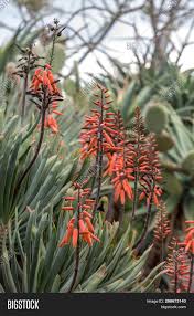 We did not find results for: Aloe Plant Bloom Image Photo Free Trial Bigstock