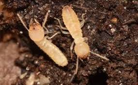 Serving arizona since 1969, action termite control has built a reputation for exceptionally high service standards whenever i had a problem at my former residence action termite and pest control was promptly there to take care of it. Formosan Subterranean Termites In Texas Bio Tech Pest Control Termite And Pest Control In The Woodlands And Spring Tx Bio Tech Pest Control Termite And Pest Control In The Woodlands And