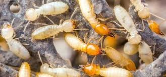 Pest control companies vary when it comes to customer with a history dating back more than a hundred years, the company has built up a solid reputation as an eliminator of termites and other pests. What Do Termites Look Like To The Human Eye See Pictures Of Termites Termite Control Termite Treatment Termites