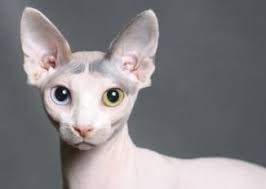 Resultado de imagen para gato de sphynx