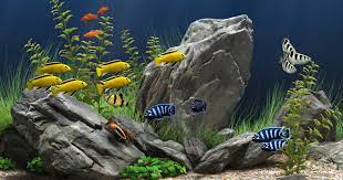 Banyak dari penggemar ikan yang memilih ukuran akuarium kecil karena tempatnya yang terbatas. Rekomendasi Ikan Hias Kecil Yang Cocok Untuk Aquarium Kecil Ikanesia Id