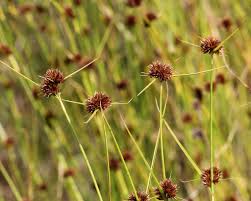 Image result for Rhynchospora brownii