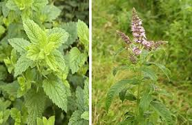 Image result for Melissa officinalis