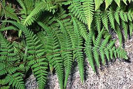 Image result for Hypolepis