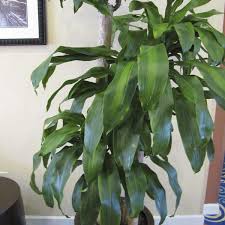 Maybe you would like to learn more about one of these? Mass Cane Corn Plant Massangeana Dracaena Fragrans My Garden Life