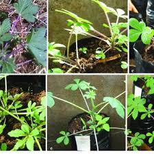 A vegetable is the edible part of a plant that is used in cooking or can be eaten raw. Pdf Current Status On Production And Utilization Of Spider Plant Cleome Gynandra L An Underutilized Leafy Vegetable In Kenya