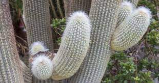 #old man of peru cactus #old man cactus #cactus #plants #hair #white #white hair #photographers on tumblr. Espostoa Lanata Care Tips For Growing The Peruvian Old Man Cactus