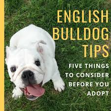 Bulldog pups cost up to $5,000! 5 Things To Consider Before Owning An English Bulldog Pethelpful