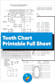 Older horses begin to show signs of aging by the time they hit their teenage years, usually starting around 15. 10 Best Tooth Chart Printable Full Sheet Printablee Com