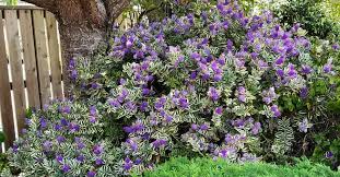 Image result for Hebe