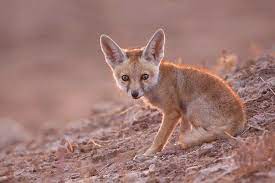 Why And How To Do Wildlife Photography At Eye Level Wildlife Photography Animal Photography Blog Photography
