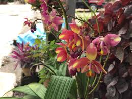 See 85 posts by bunga orchid. Gambar Bunga Orkid Hutan Dan Cara Penjagaannya Inilah Realiti
