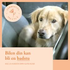 Hos oss kan du enkelt få resept på flåttmiddel til din hund eller katt, direkte i mobilen. 7 Sommertips For Deg Og Ditt Kjaeledyr Evidensia Dyrehelse Norge