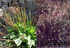 Image result for Plantago