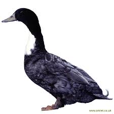 Blue swedish ducks have a dark blue head with dark brown eyes. Swedish Ducks Breed Information Omlet