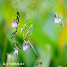 Image result for Thalia geniculata