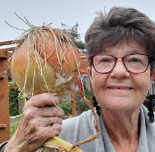 Ailsa Craig Onion Plants