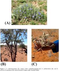 Image result for Aptosimum albomarginatum