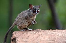 Check spelling or type a new query. Bushbabies The Southern Lesser Galago Africa Geographic