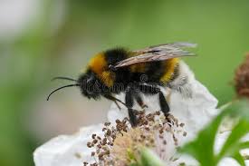 Image result for Bombus vestalis