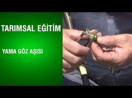 Tarimsal Egitim Yama Goz Asisi Youtube