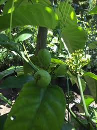 Image result for Oxyanthus speciosus